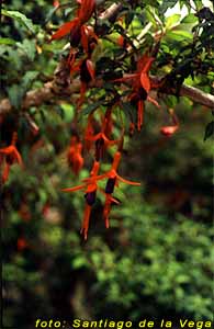 Aljaba (Fuchsia Magellanica)
