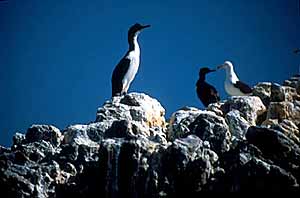 cormoran imerial