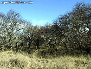 La Pampa - Bosque de caldenes