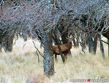 Ciervo en bosque de caldenes en La Pampa Espinal