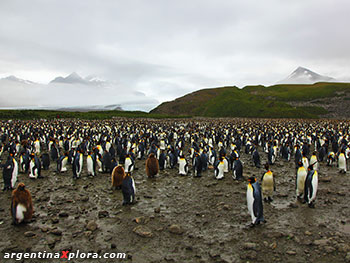 Colonia de pingüinos rey en la planicie de 
Salisbury en la Isla San Pedro, Georgias del Sur