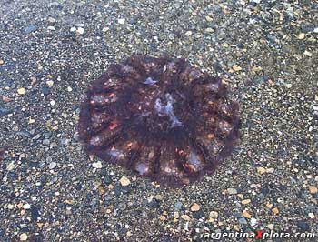 Medusa en la costa de Tierra del Fuego