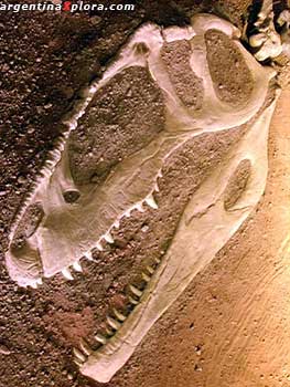 Cráneo del Gigantosaurus carolini Museo Enrique Bachman. El Chocón