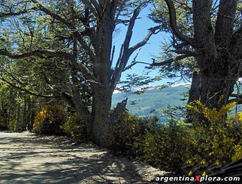 camino dentro del Parque Nacional Los Alerces