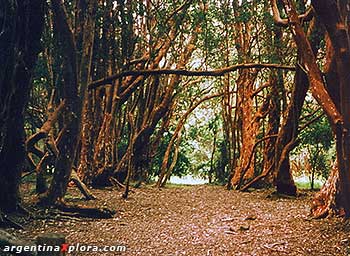 Bosque Arrayanes