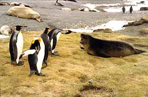 fauna antartica