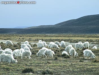 Cabras mohair (exóticas) en el valle cerca de Esquel
