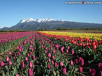 Cultivo de tulipanes en Trevelin