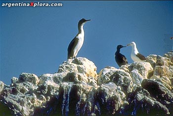 Cormoranes en Punta Tombo