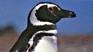  Pingüino MAgallánico