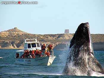 Avistaje de ballena en Puerto Pirámides