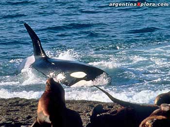 Orca varada para cazar crias de lobos marinos