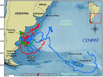Trayectoria de ballenas francas rastreadas por científicos del CESIMAR CONICET CENPAT. 