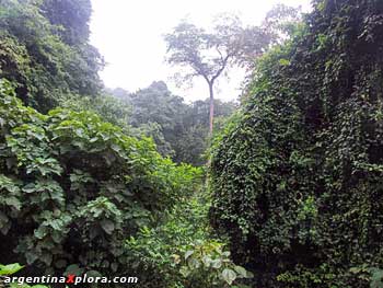 Selva de Yungas en el Parque Nacional Baritú