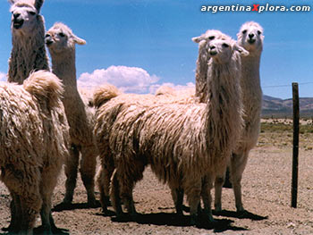 Camélidos sudamericanos: Alpacas