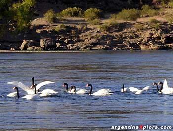 Cisnes de cuello negro en el lago