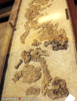 Restos fósiles de dinosaurio