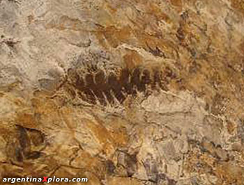 Helecho fosilizado en Ischigualasto