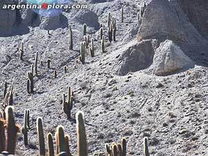Cardones cactus at Santa Rosa de Tastil. Salta