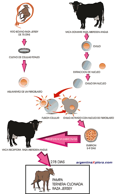 Process of the first calf born in Argentina obtained by cloning of a fetal cell.
