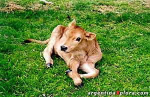 The first calf born in Argentina obtained by cloning of a fetal cell.